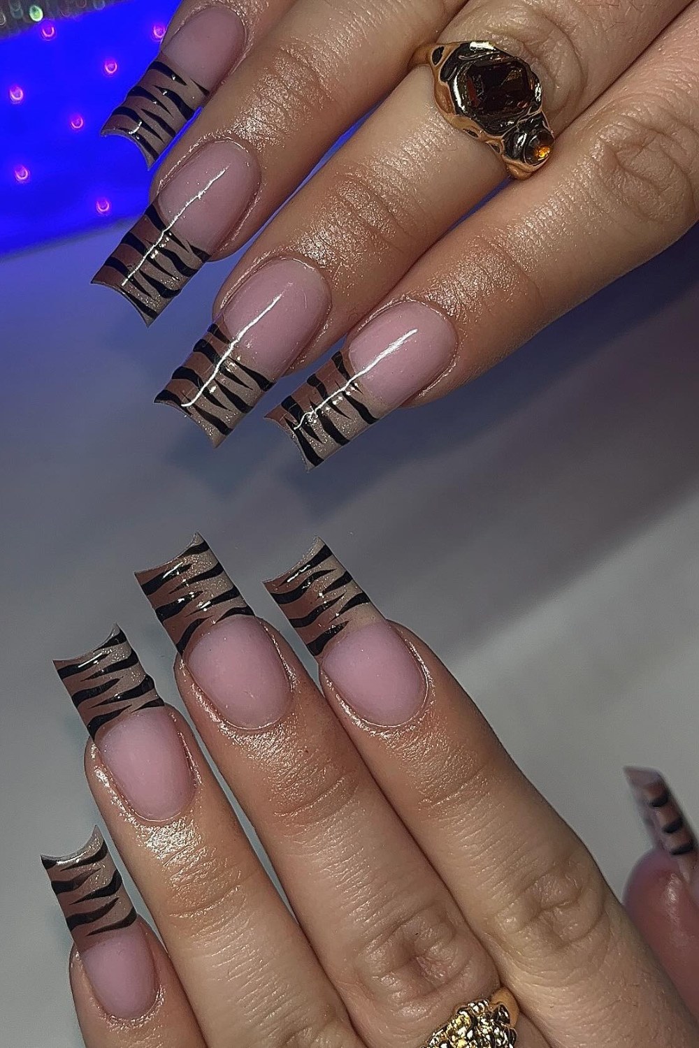 Zebra Tip Drama